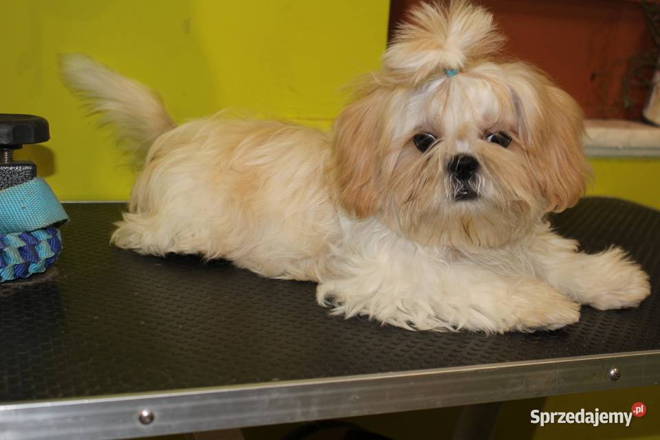 SHIH TZU szczenięta ok 4 w wieku dorosłym Świebodzice