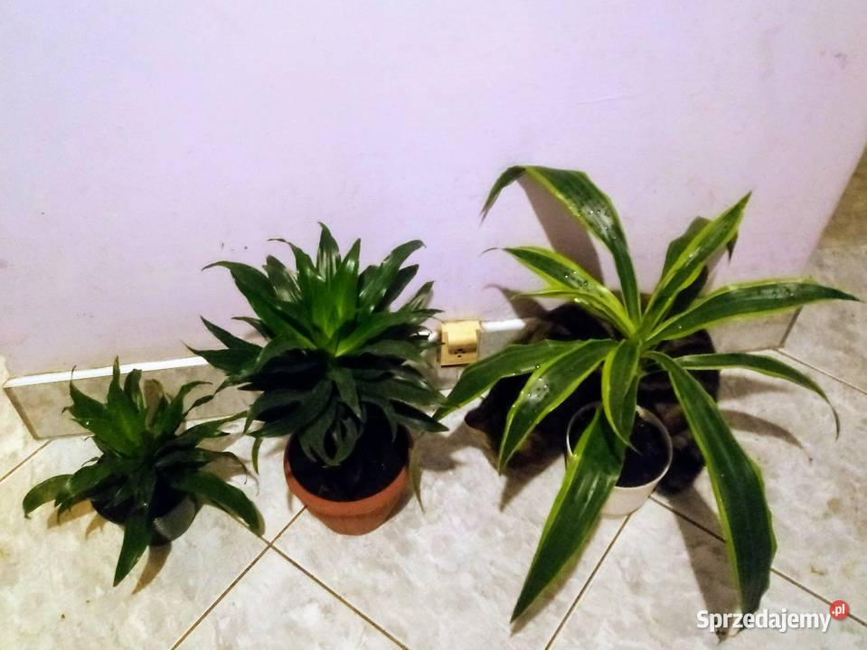 Rośliny doniczkowe draceny Zielone Skierniewice