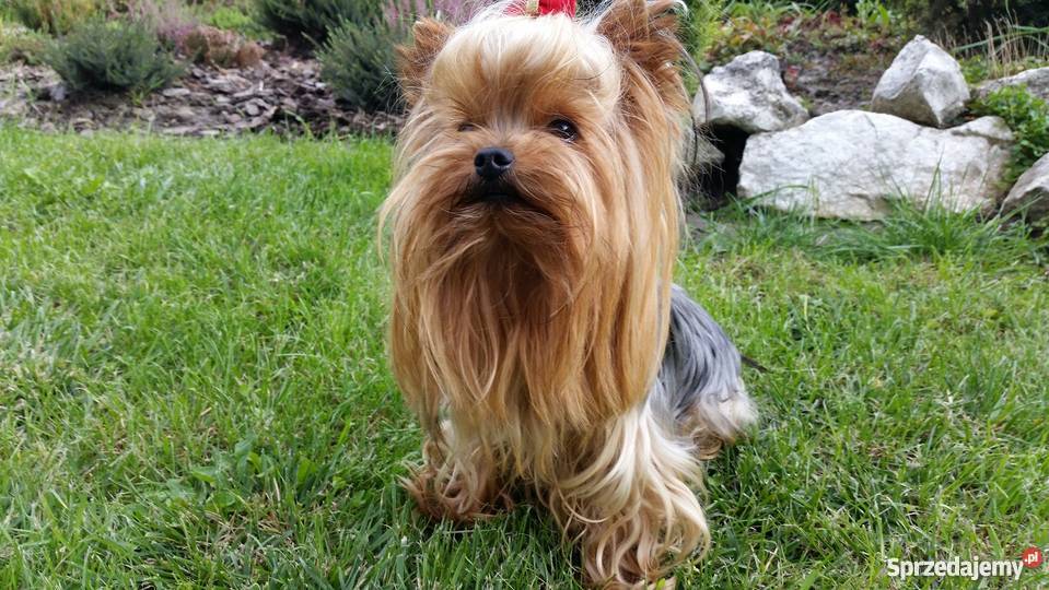 Yorkshire Terrier York Yorki Kraków Kraków sprzedam