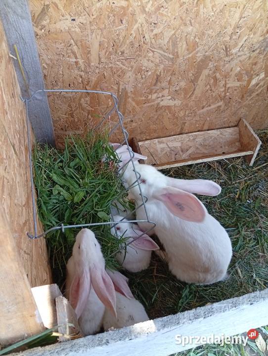 Króliki belgijski biały olbrzym Kolonia Grabostów