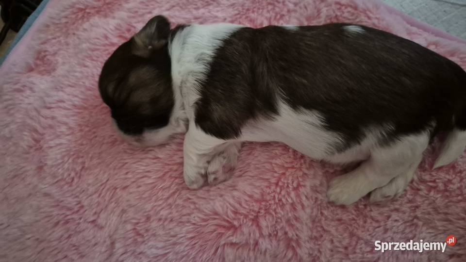 Szczeniak Pies Suczka Shih tzuHappy Dog BoBi mazowieckie
