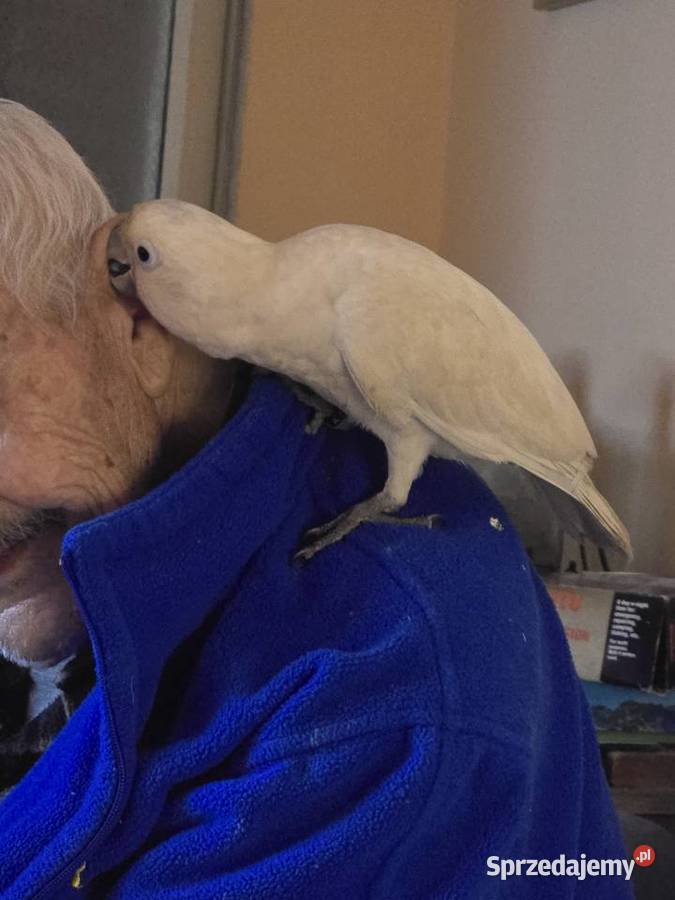 Kakadu Samiczka Warszawa