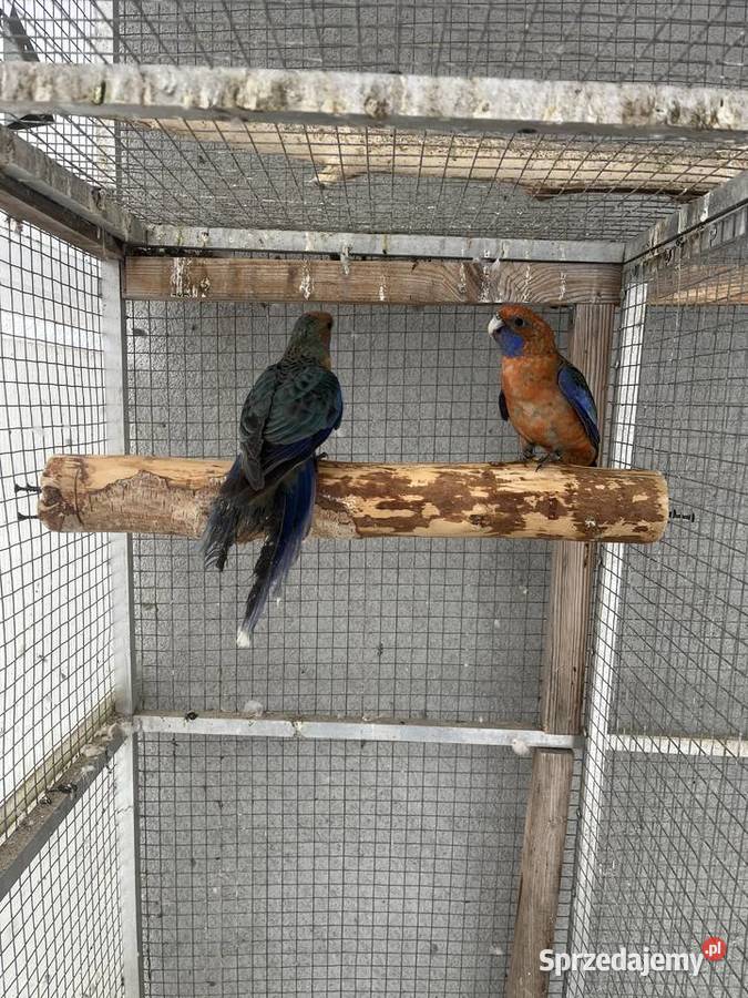 Rozelle królewskie Ptaki Zwierzęta Sośnicowice