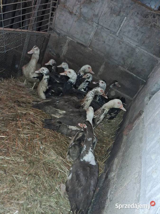 Kaczki francuskie Konin