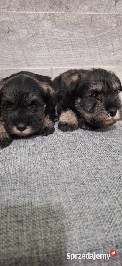 Sznaucer Miniaturowy suczki i pieski Przysucha