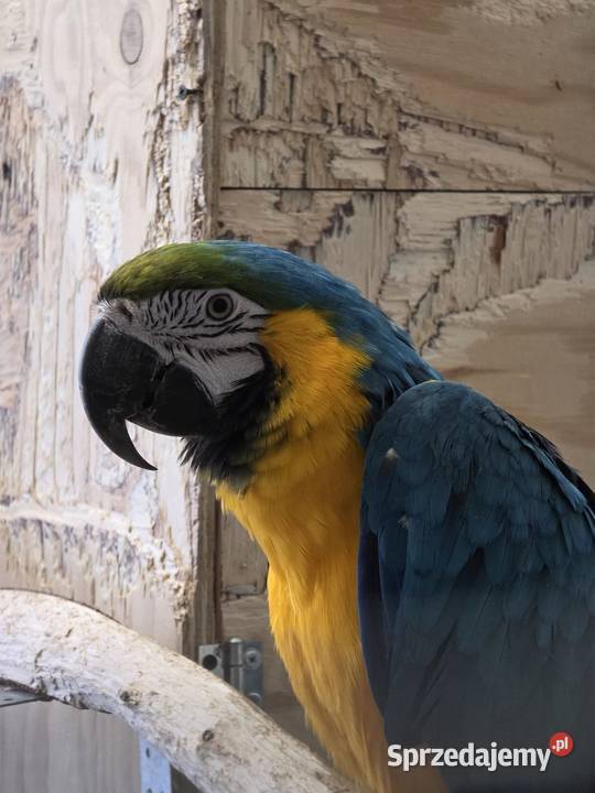 Ara ararauna śląskie Częstochowa