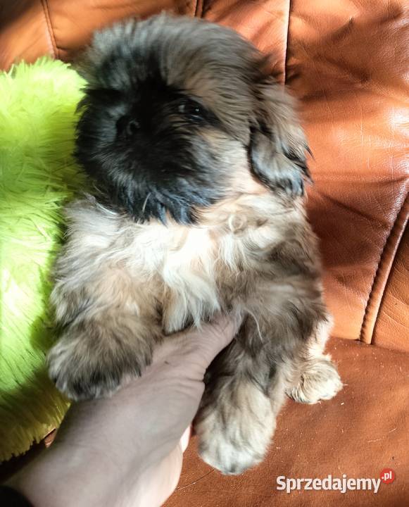 Shih tzu FCI Wałbrzych