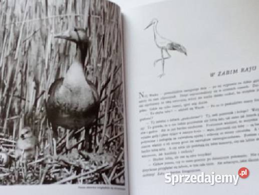 Włodzimierz Puchalski Bezkrwawe łowy przyroda łódzkie Łódź