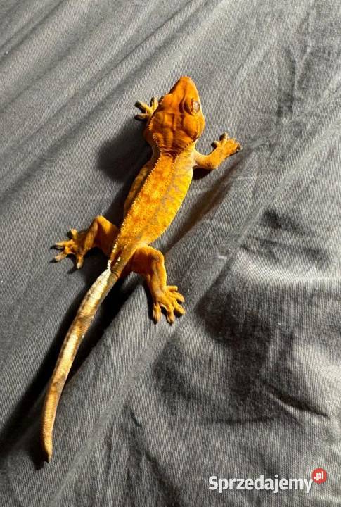 Gekon Orzęsiony Parka z terrarium Zwierzęta Głowno
