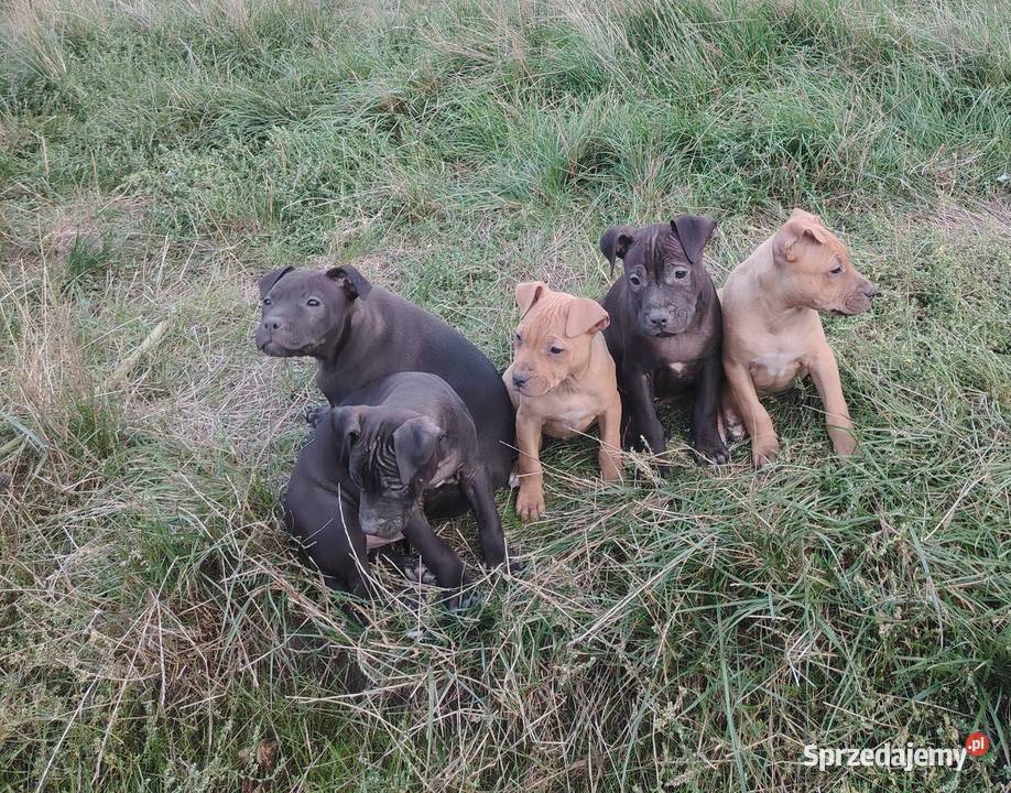 Amerykański Pitbullterrier szczeniaki Psy