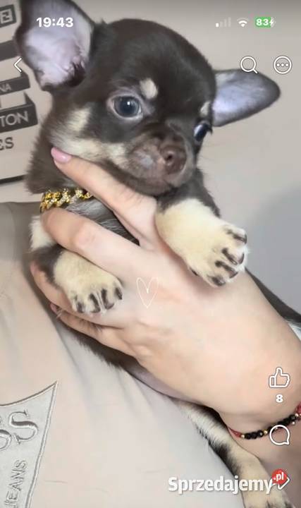 Chihuahua długowłosy piesek choco tan badania Chihuahua Bełchatów