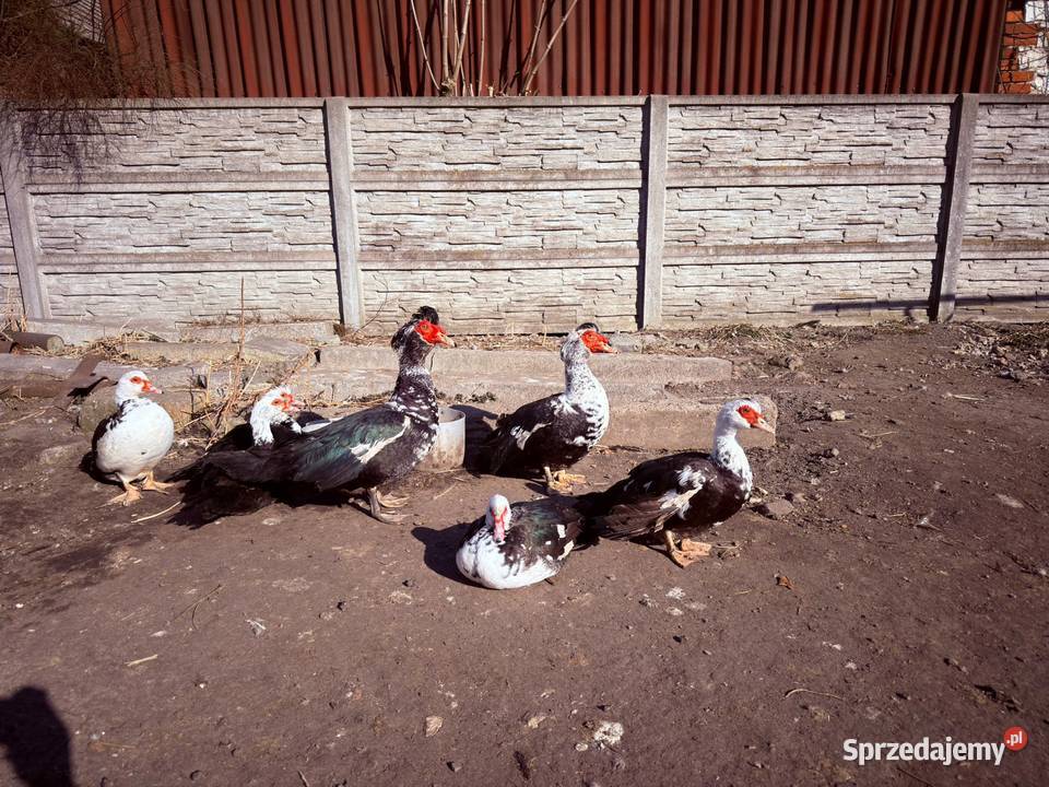 Kaczki kaczory koguty Własna