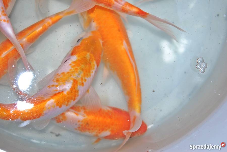 Sprzedam karpiekoi DOITSU YORIGOI Łowicz