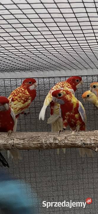 Rozelle królewskie 2025r 1500 Sośnicowice