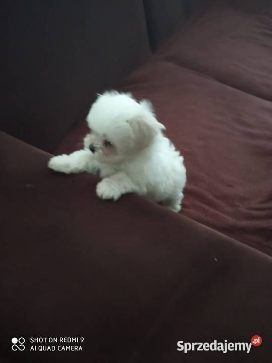 maltańczyki pieski Łódź