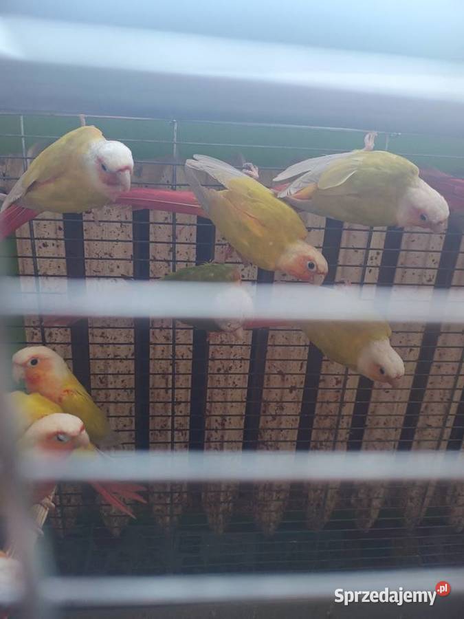 Papugi Rudosterki różne mutacje Zwierzęta śląskie Tychy