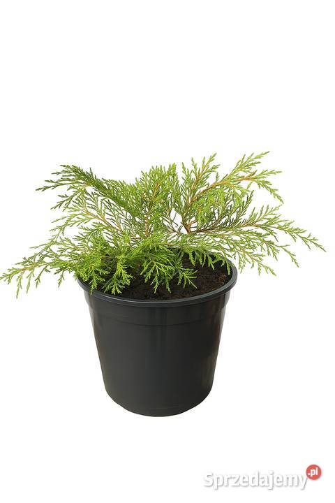 wierzby skalnicemikrobioty wisterie klonybudleje warmińsko-mazurskie Giżycko
