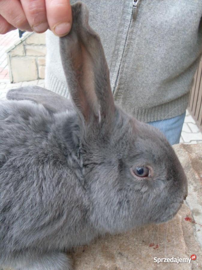 sprzedaz królików hodowlanych dolnośląskie Stary Jaworów