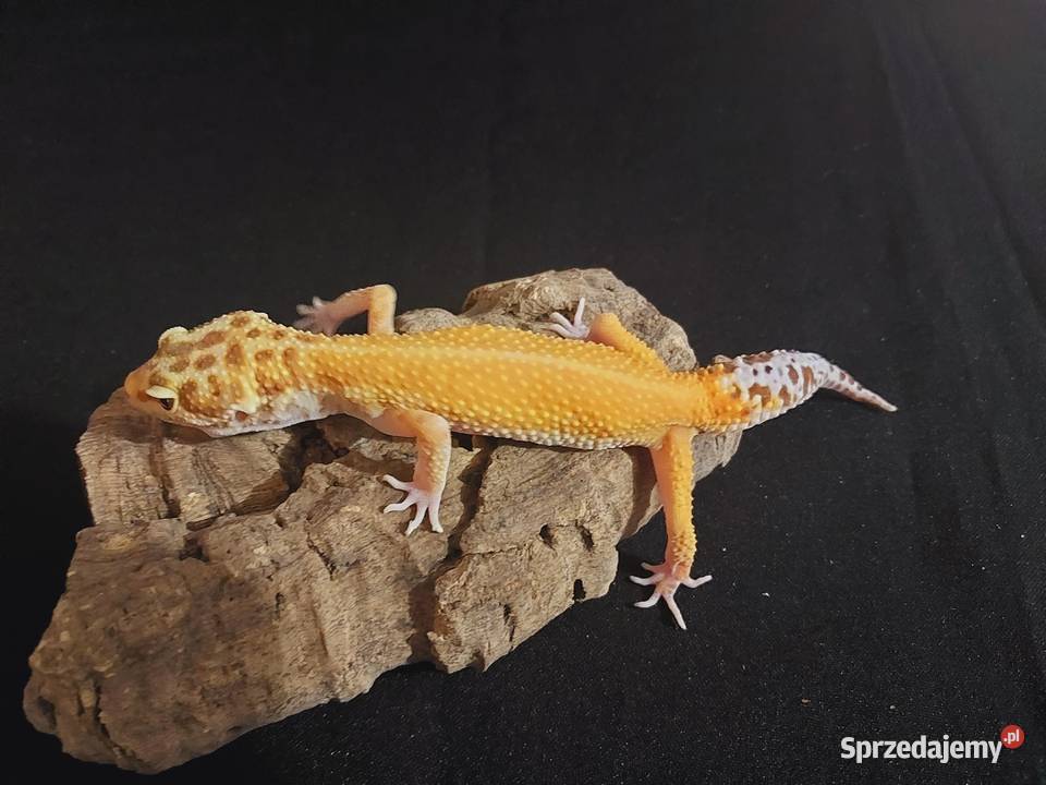 Gekony lamparcie gekon samica Reda