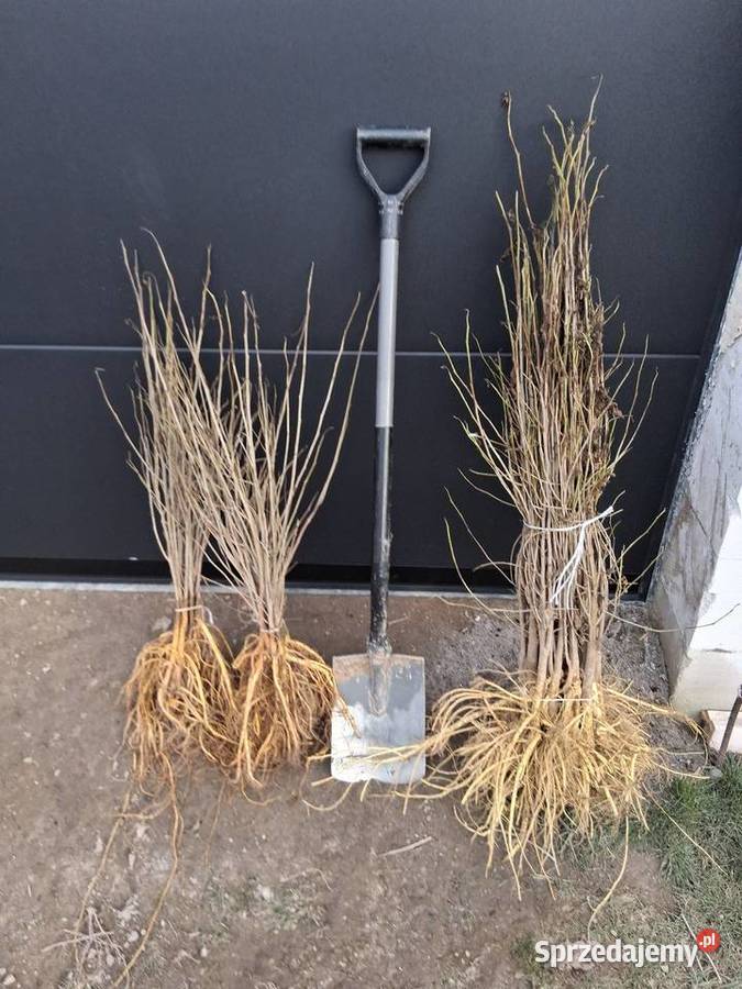 Podkładki do szczepienia klon modrzew katalpa i