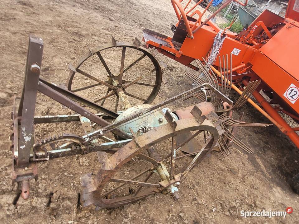 Kopaczka gwiazdowa R10