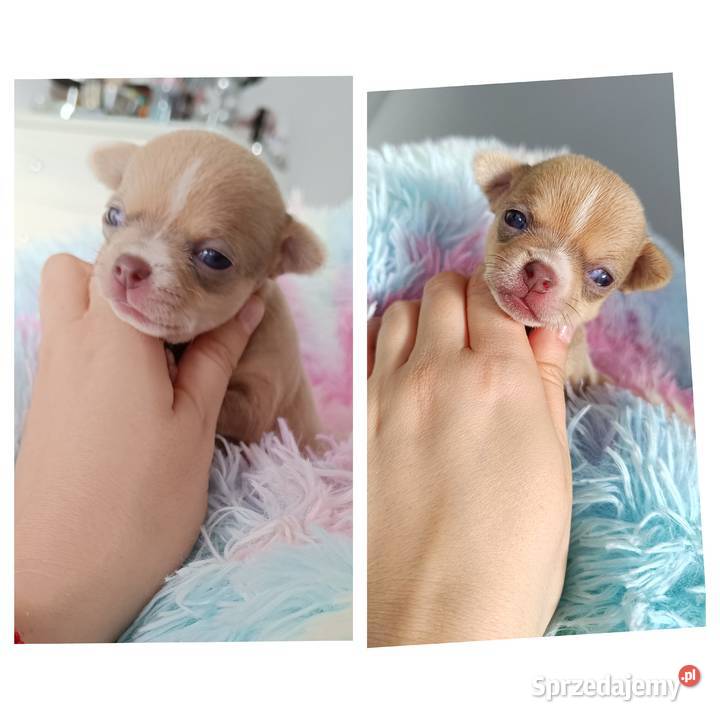 Suczka Chihuahua krótkowłosa liliowa rodowód Bełchatów sprzedam