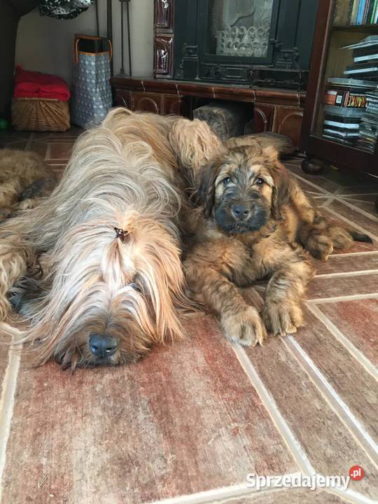 Owczarek Francuski Briard szczenięta Poznań sprzedam