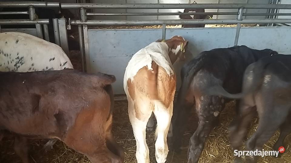 Sprzedam byczki mięsne Tomaszów Mazowiecki