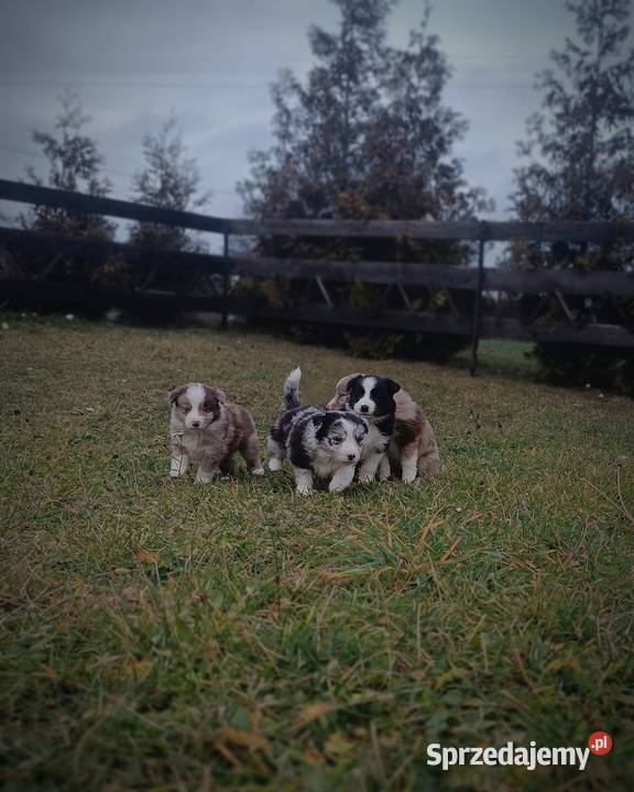 Border collie szczeniaki lubelskie Hrubieszów