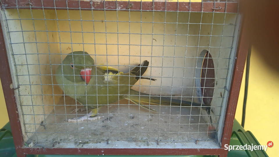 Aleksandretta obrażona samiec Kosina sprzedam