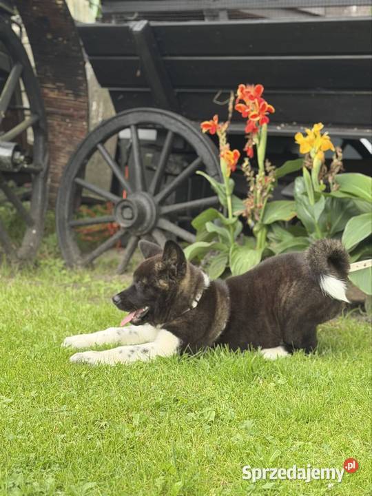 Akita amerykańska lubuskie Gorzów Wielkopolski