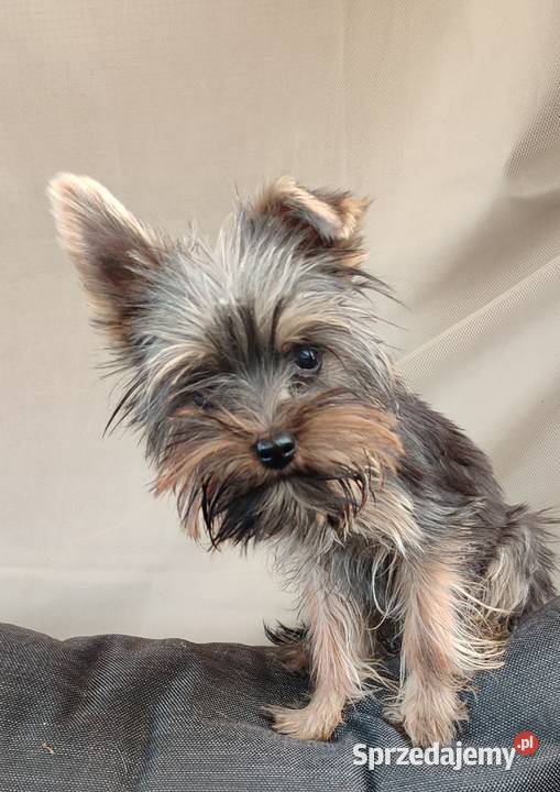 Yorkshire terrier szczenięta Psary Małe sprzedam