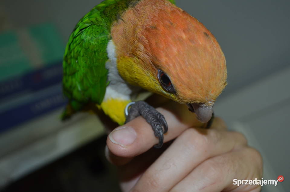 Barwinka Białobrzucha sprzedam