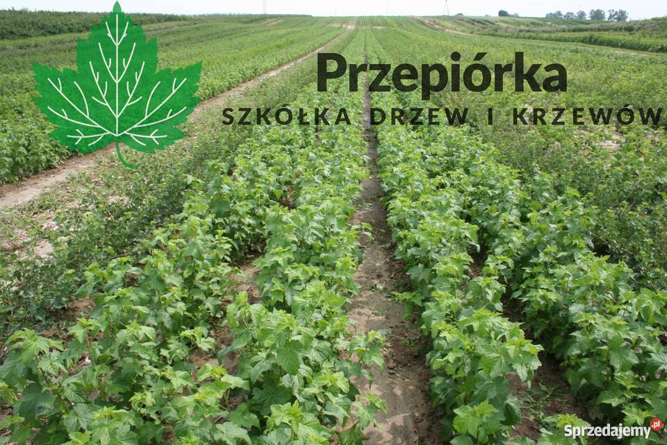 Sadzonki porzeczki czarnej GOFERT ORES licencja