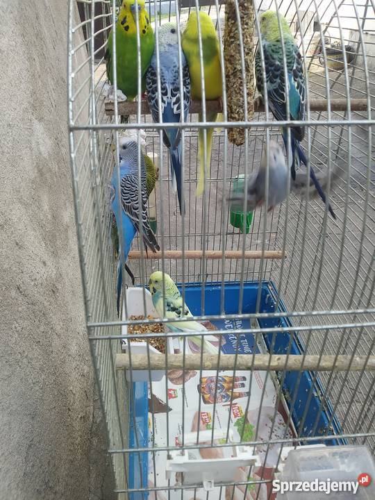 PAPUGI FALISTE Strzelce Opolskie