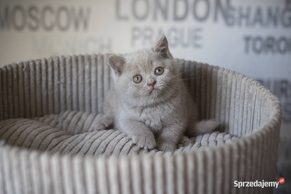 Brytyjski Krótkowłosy Krótkowłosa Płowa Tęczowy Kaźmierz