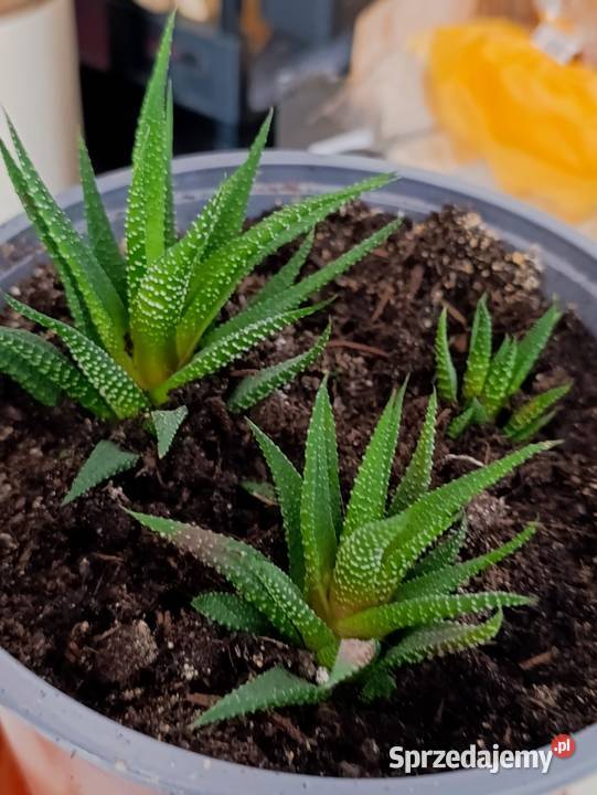 haworsja pasiasta sukulent do pilnej sprzedaży Poznań