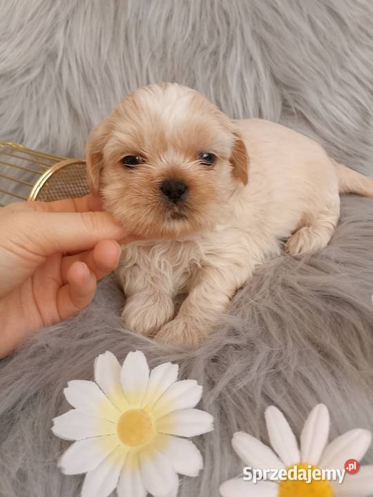 Suczka rasy ShihTzu Namysłów