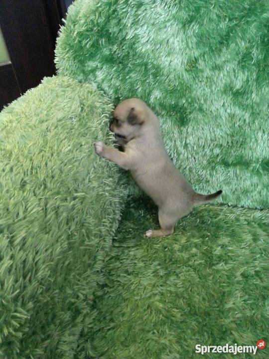 chichuachua szczeniaczki Warszawa