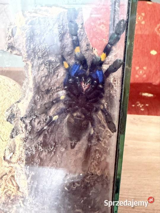 poecilotheria metallica samiczka Wałbrzych