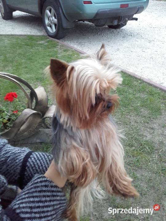YORK SZCZENIAKI YORKSHIRE TERRIER świętokrzyskie Sandomierz sprzedam