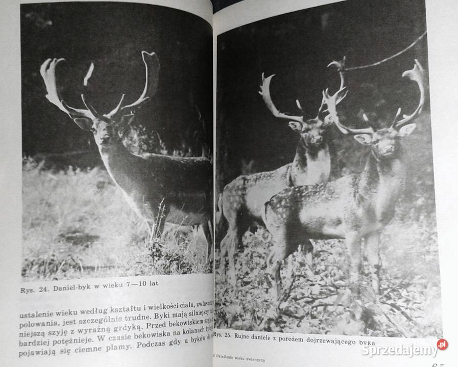 Określenie wieku zwierzyny Josef Lochman Pozostałe Chełm