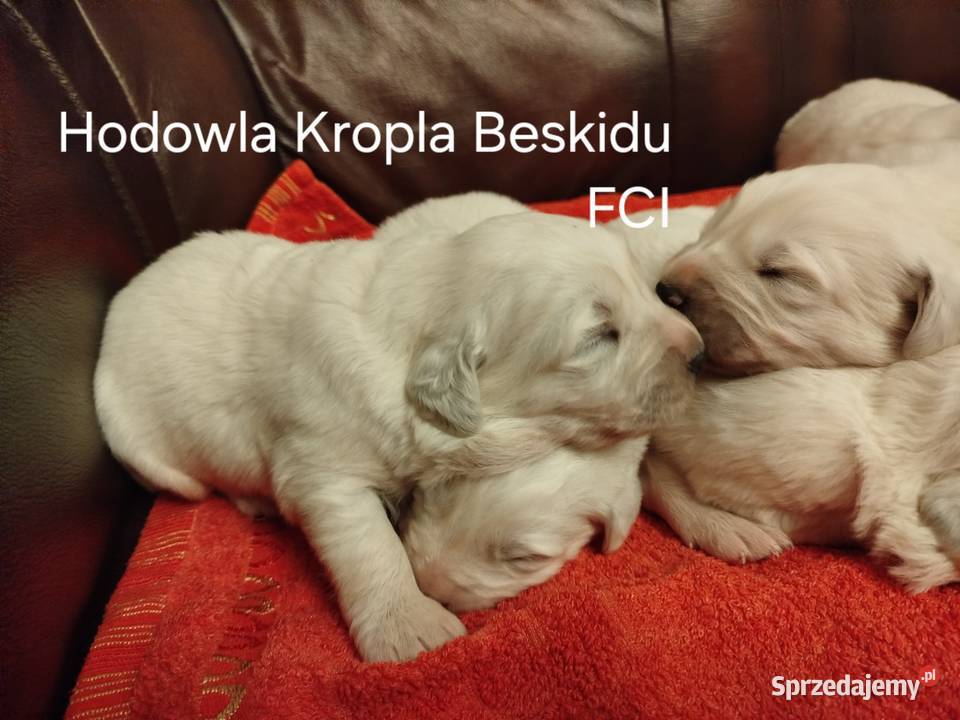 Szczeniaki Polski Owczarek Podhalański Owczarek Rzeszów