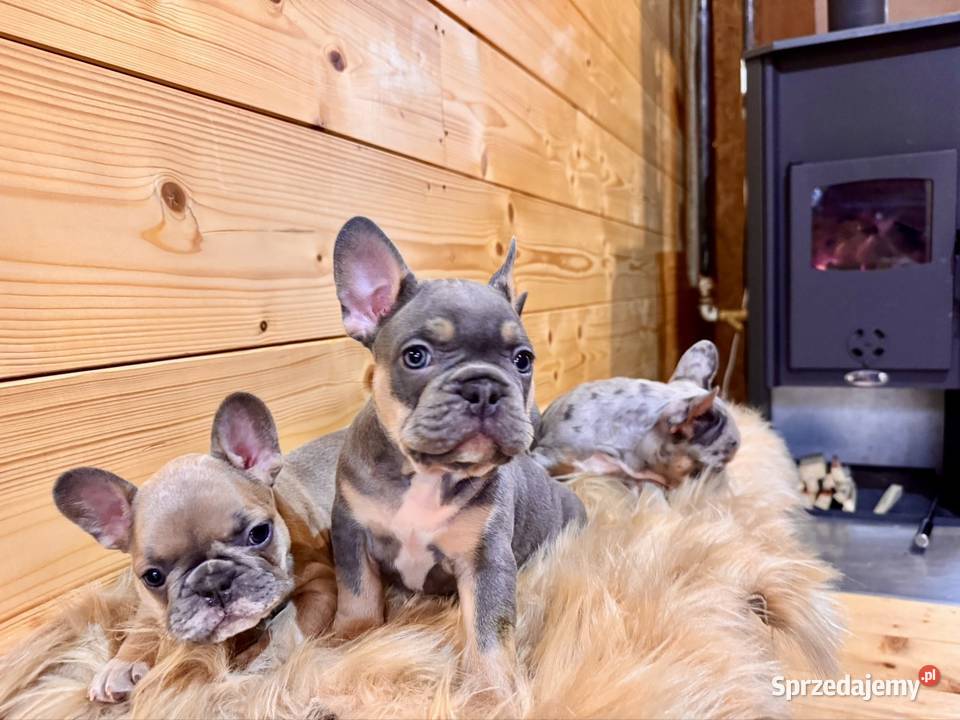 Buldog francuski podkarpackie Komańcza sprzedam