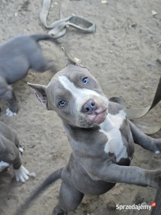 American bully Opalenica
