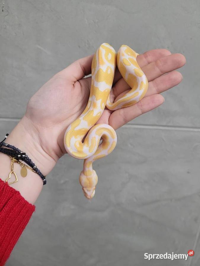 Pyton Królewski Albino Samiec Oława