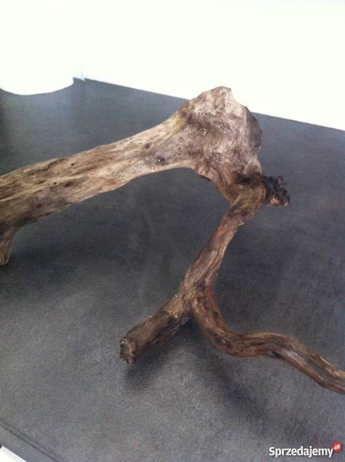 Korzeń dębu do akwarium Starachowice sprzedam