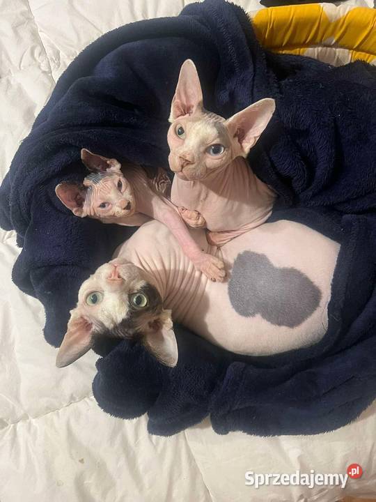 Sfinks sphynx kanadyjska piękna dziewczyna Kraków sprzedam