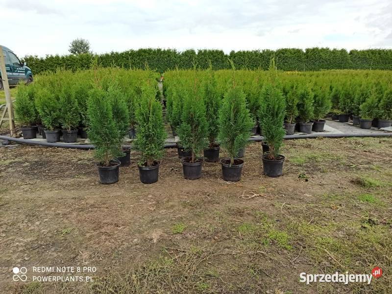 Thuja Tuja Smaragd 6070 8 Wrocław Rośliny Januszkowice sprzedam
