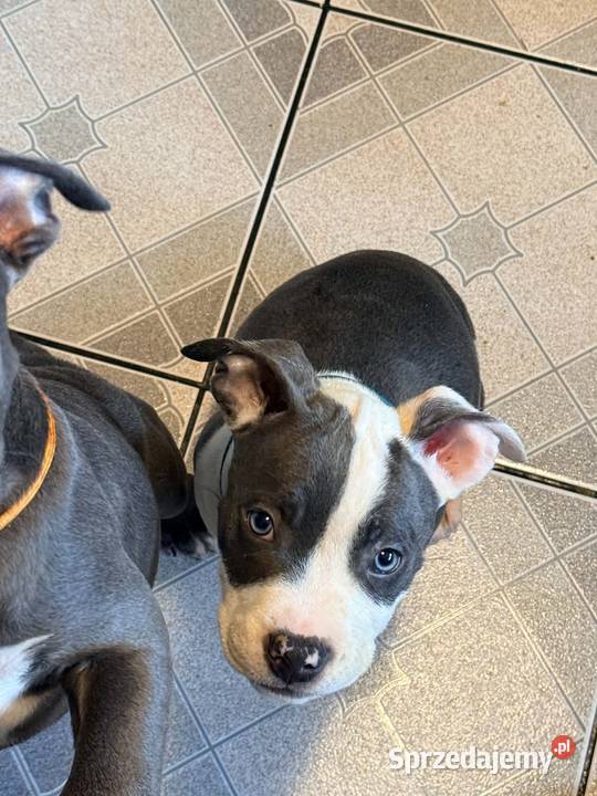 szczeniaki Amstaff Blue Brzeziny